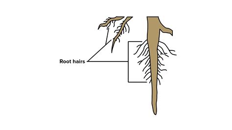 Root: Pariwara .